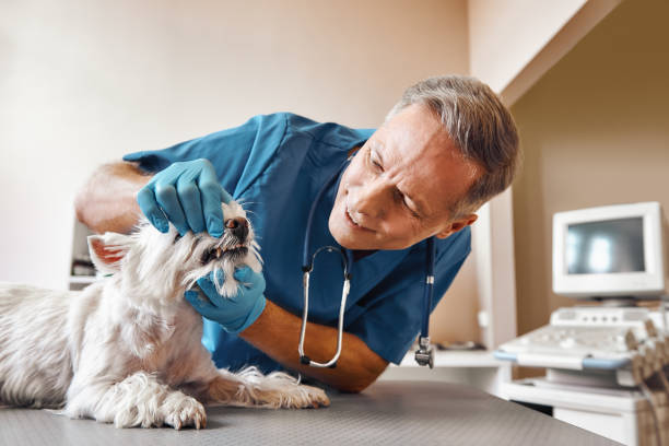 Best Weekend Emergency Dentist in Parkville, MO